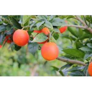 国産ブラッドオレンジご家庭用2.5kg[配送不可地域:離島]