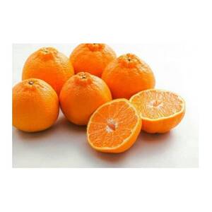 主井農園の不知火ご家庭用4.5kg[配送不可地域:離島]