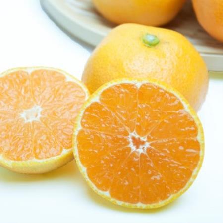 ハウス栽培温室みかん0.5kg+250g(傷み補償分)【有田みかん】【配送不可地域：離島・北海道・沖縄県】【1649247】