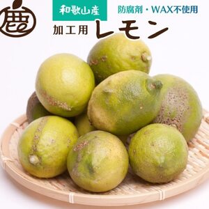 加工用黒潮レモン3kg+90g(傷み補償分)[有田産][防腐剤・WAX不使用][訳あり][果汁用][配送不可地域:離島・北海道・沖縄県]