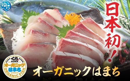 [くら寿司]オーガニック はまち 1尾 フィレ (カマ付き) 約2.6kg〜2.9kg / ハマチ 丸ごと 刺身 数量限定 期間限定 ※2025年12月下旬〜2026年4月末まで順次発送[kura002]