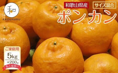 家庭用 森本農園の手選別 ポンカン 5kg +200g傷み補償付 和歌山県産 サイズ混合 [北海道・沖縄・離島配送不可][RN12]