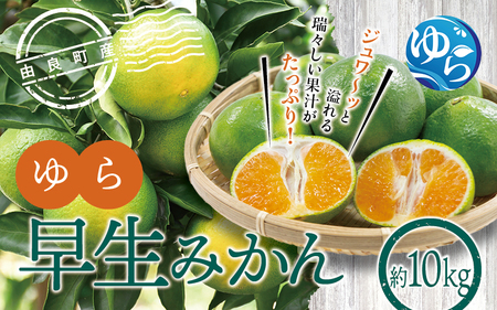 ゆら早生みかん 10kg※2025年10月初旬頃〜順次発送予定(お届け日指定不可) / 早生 ゆら早生 極早生 みかん 由良町 和歌山 早生みかん 完熟 フルーツ 果物 柑橘[jahd001]