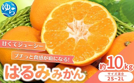 [来シーズン先行予約]農家直送 はるみみかん 約10kg S〜4Lサイズ混合 ※2026年2月上旬〜順次発送農家直送 /みかん みかん 和歌山 柑橘 晩柑[nktn013]