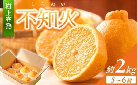[限定] 不知火 樹上完熟 約2kg (5〜6個入)[2026年2月下旬頃〜4月中旬頃まで発送][KG6][kgr024]