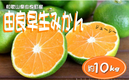 ys\za̎RRǒY RǑ݂ 10kg 󂠂 LY ƒp TCYysml136z