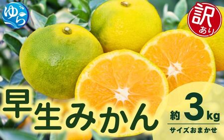 [先行予約][訳あり]由良早生みかん(サイズおまかせ)約3kg[2025年11月初旬から順次発送予定]※北海道・沖縄・離島配送不可 / 温州みかん 蜜柑 ミカン 柑橘 由良町 果物 フルーツ 産地直送 和歌山県[eiw019]