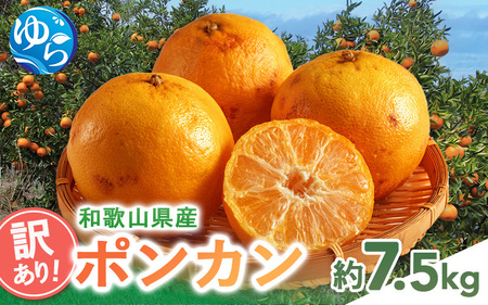 訳あり 和歌山県産ポンカン(サイズおまかせ)約7.5kg [2026年1月下旬から順次発送予定 ]※北海道・沖縄・離島配送不可[eiw022]