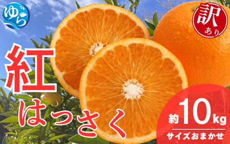 _V[Ys\^y󂠂za̎RY g͂iTCY܂j10kgy2026N2{`\zkCEEzs /  nbTN k Rǒ k ʕ