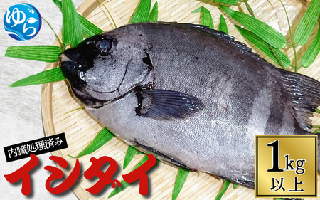 イシダイ 内臓処理済み 1kg以上(1匹) / 石鯛 魚 お魚 さかな 食品 海の幸 海鮮 カイセン 塩焼き 煮付け 内臓処理済み 冷蔵 海鮮類 焼き魚 和歌山県 由良町 [skmn020]