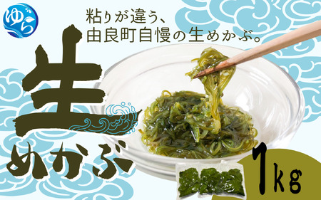 生めかぶ 1kg[来シーズン先行予約]※2026年2月上旬頃〜順次発送予定 / めかぶ サラダ 酢の物 天然 海藻 海鮮 新鮮 おかず ご飯お供 お取り寄せ グルメ 国産 食品 冷蔵 和歌山県 由良町 [skmn029]