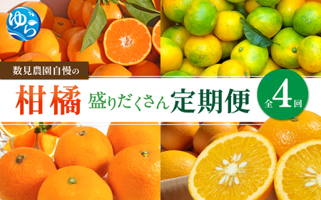 [定期便全4回]みかん ≪数見農園自慢の柑橘盛りだくさん定期便≫ / 果物 柑橘 由良町 フルーツ くだもの 産地直送 和歌山 詰め合わせ mikan 数量限定 ゆら早生 ゆら早生みかん ゆら 温州みかん 清見 きよみ 清見オレンジ さつき八朔 4kg おれんじ 八朔 さつき [kzmn-tkb001]