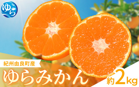 [先行予約]ゆらみかん 約2kg ※2025年12月上旬頃から順次発送予定 / 温州みかん 和歌山県 柑橘 みかん 甘い 蜜柑 フルーツ 果物 くだもの 食品 人気 おすすめ 送料無料 産地直送 由良町[kzmn019]