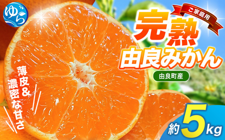 ys\zŔZÂInRǂ݂yƒpz5kgiTCYja̎RRǎY2025N11{珇\(͂ws) / k ~J  Â Rǒ t[c