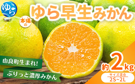 [先行予約]ゆら早生みかん 約2kg ※2025年10月中旬〜10月下旬順次発送農家直送 / くだもの 果実 柑橘 果物 フルーツ 国産 和歌山県 由良町 人気 おすすめ [nktn017-sp]