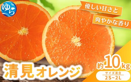 [来シーズン 先行予約]清見オレンジ 約10kg ※2026年3月上旬〜順次発送 農家直送 / みかん みかん 清見 清見 きよみ オレンジ 和歌山 柑橘 晩柑[nktn021]