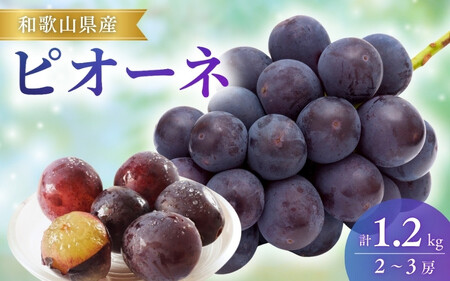 [先行予約]ピオーネ和歌山県産2〜3房/箱(計1.2kg) / ぶどう 葡萄 ブドウ 産地直送 農家直送 フルーツ 果物[mat306A]