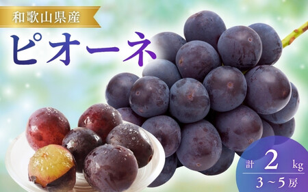 [先行予約]ピオーネ 和歌山県産3〜5房/箱(計2kg) / ぶどう 葡萄 ブドウ 産地直送 農家直送 フルーツ 果物[mat105A]
