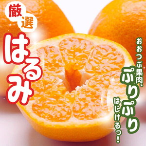[先行予約]厳選はるみ1kg+250g(傷み補償分)[2月より発送]デコポンの姉妹品種 新食感春みかん 光センサー選別[ikd141B]