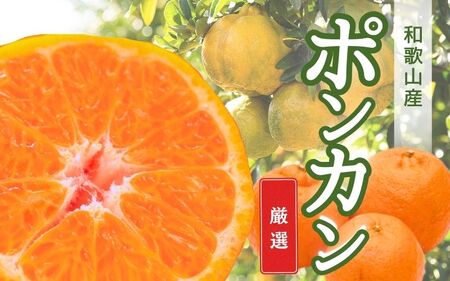 [先行予約]厳選ポンカン1kg+250g(傷み補償分)[1月より発送] 光センサー選別 / みかん 果物 くだもの フルーツ [ikd186A]