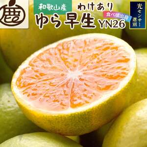 [先行予約]家庭用有田みかんサイズ混合(2S〜2L) 1kg+250g 10月より発送(極早生) YN26 ゆら早生 訳あり わけあり有田みかん みかん 果物 フルーツ 柑橘 みかん くだもの [ikd209]
