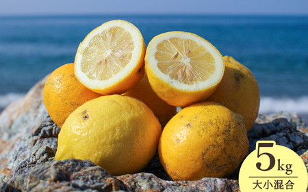 yV[Ys\za̎RYni5kgE召j܂Ŏgp\Iy2026N1{菇\z /  m[bNX k Yn Rǒ a̎Ryuttn019z