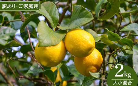 [来シーズン先行予約][訳あり・ご家庭用]和歌山県産完熟レモン(2kg・大小混合)皮まで使用可能![2026年1月中旬より順次発送予定] / れもん ワケアリ ノーワックス 柑橘 産地直送 由良町 和歌山[uttn022]