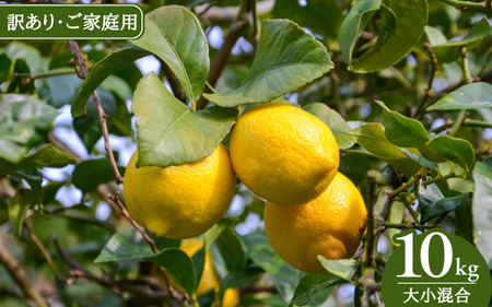 yV[Ys\zs󂠂Eƒpta̎RYni10kgE召j܂Ŏgp\Iy2026N1{菇\z /  PA m[bNX k Yn