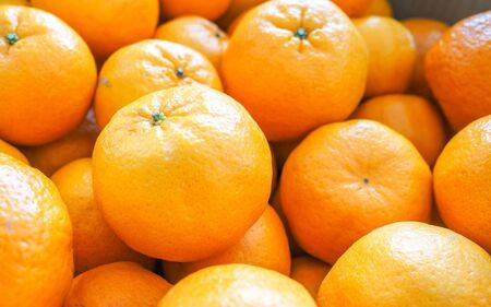 [家庭用] 森本農園の手選別 ポンカン 約1.5kg 和歌山県産 サイズ混合 [2026年1月上旬〜2月上旬頃に順次発送][mrmt011]
