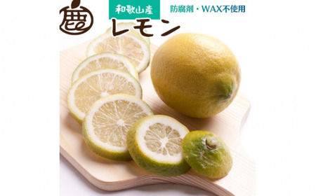 [先行予約]厳選 黒潮レモン 7.5kg+250g(傷み補償分)[和歌山有田産][防腐剤・WAX不使用、安心の国産レモン] ※2025年9月上旬頃?2026年4月下旬頃に順次発送 / 和歌山 れもん レモン[ikd033C]