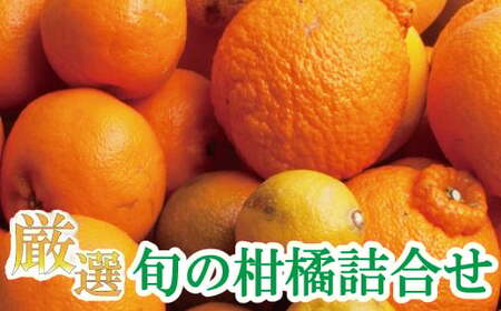 [1月より発送]厳選 柑橘詰合せ 5kg+250g(傷み補償分)[有田の春みかん詰め合わせ・フルーツ詰め合せ・オレンジつめあわせ][光センサー選別] / みかん 果物 フルーツ 柑橘 おすすめ 和歌山[ikd160B]