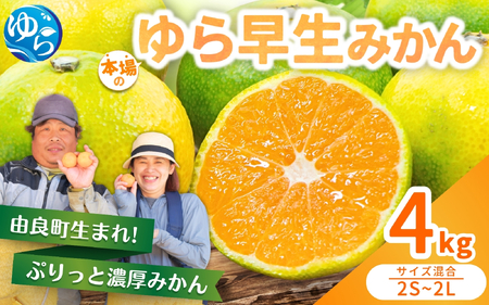 農家直送 ゆら早生みかん 4kg ※2025年10月中旬〜10月下旬順次発送 / 極早生 早生 由良町 和歌山県 柑橘 密柑 完熟 甘い ミカン 柑橘 果実 くだもの フルーツ [nktn031-sp]