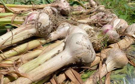 秀品 由良の生にんにく 500g ※2026年4月下旬より順次発送[ksnw003]