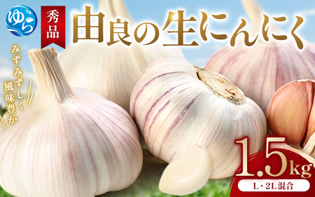 Gi Rǂ̐ɂɂ 1.5kg2026N4{菇yksnw005z