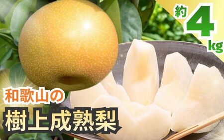 㐬n 4kg a̎RY 2026N8{`9{\yard203Az