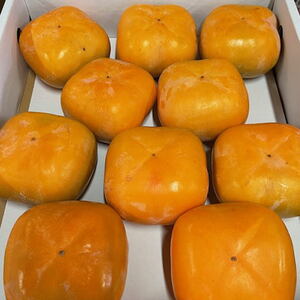 �y2026�N�H�E�������I�z��ʃT�C�Y �����˂Ȃ��`�u�N�C�[���p�[�V�����v��4kg�i10�ʁ`12�ʂ��܂����j�y2026�N10�����{����2026�N11����{�������z�ytec975A�z