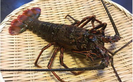 [ふるさと納税] [活きた状態で発送!] 伊勢海老 紀州 / エビ 伊勢 海鮮 和歌山 1尾 〜 2尾 ※9月中旬〜10月下旬に順次発送 ※北海道・沖縄・離島への配送不可 [eiw033]