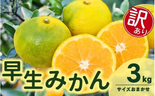 訳あり 由良早生 みかん 3kg ※2026年11月上旬〜12月上旬に順次発送予定※北海道・沖縄・離島配送不可 / 温州みかん 甘い 家庭用 柑橘 果物 和歌山 [eiw003-c-3]