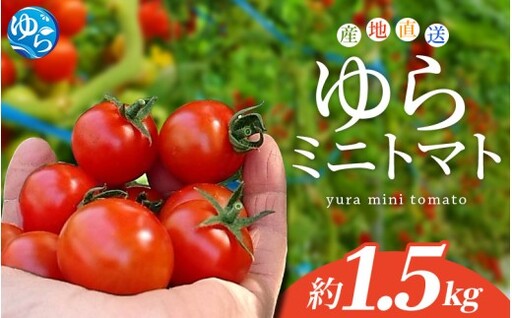 [先行予約] 和歌山県由良町産 ゆらミニトマト 1.5kg×1箱※2025年10月中旬頃から順次発送予定(お届け日指定不可) / トマト ハウス栽培 とまと 野菜 産地直送 新鮮 由良町 和歌山[ktym010]