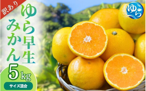 ＼訳あり/ ゆら早生みかん 5kg / みかん ミカン 和歌山県 柑橘 早生 甘い 蜜柑 フルーツ 果物 くだもの 食品 産地直送 由良町 ご家庭用 ゆら早生 早生 [2026年10月上旬〜10月下旬頃に順次発送予定][myvi003-c-5]