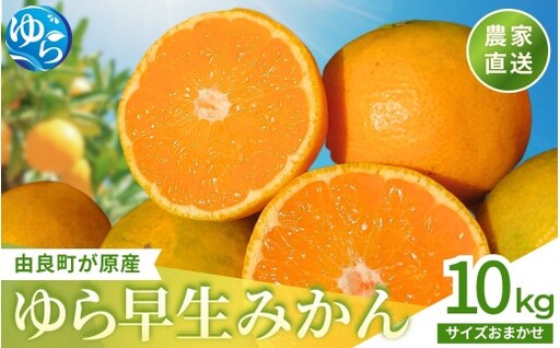 和歌山県産 ゆら早生みかん 10kg / 和歌山県 柑橘 みかん 甘い 蜜柑 フルーツ 果物 くだもの 食品 人気 晩柑 おすすめ 送料無料 産地直送 由良町 ※2026年10月上旬頃〜10月下旬頃に順次発送予定[kzmn003-r-10]