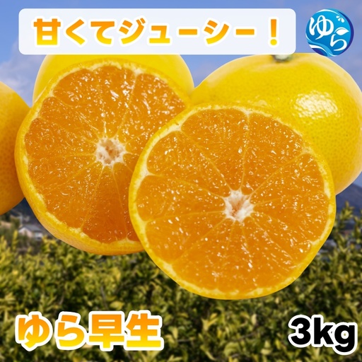 ゆら 早生 みかん 秀品 3kg 由良みかん / 温州みかん 和歌山 甘い 家庭用 ※2027年10月上旬〜10月下旬に順次発送予定/ 柑橘 ミカン 蜜柑 甘い 由良町 フルーツ 果物 くだもの 食品 人気 おすすめ 産地直送 由良町[ktym003-p-3]