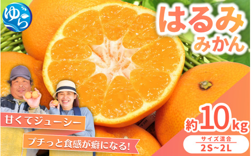 はるみ みかん 10kg S～4Lサイズ混合 / くだもの 甘い 柑橘 果物 和歌山 ※2027年2月上旬～2月中旬頃に順次発送予定 【nktn013-r-10】