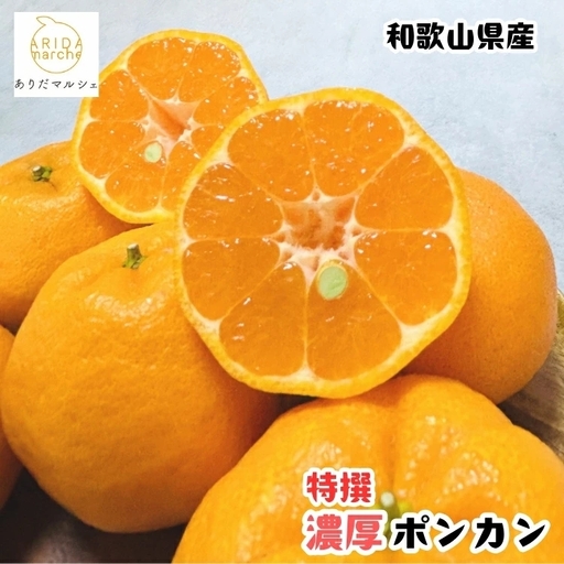 [先行予約]極甘 柑橘 特選 濃厚 ポンカン 1.5kg+200g(傷み補償分) / みかん 柑橘 果物 フルーツ 甘い 和歌山 晩柑 有田 ※2027年1月上旬〜2月下旬に順次発送 ※北海道・沖縄・その他離島地域は発送不可[ard008-p-1d5]