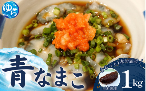 活 なまこ 青なまこ 1kg / ナマコ 海の幸 由良町 新鮮 刺身 珍味 産地直送 海産物 特産 和歌山県 ※2026年12月中旬～3月下旬頃に順次発送予定 【skmn224-ao-1】