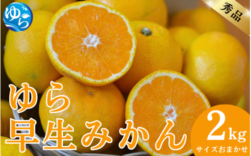 秀品 ゆら早生みかん 2kg サイズおまかせ（2S～L） / 蜜柑 温州ミカン 柑橘 産地直送 由良町 和歌山 ※10月中旬頃より11月上旬頃に順次発送予定【kjen003-r-2】
