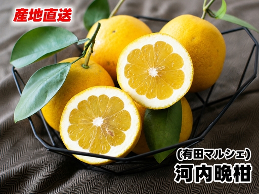  爽快 柑橘 有田 育ちの爽やか 河内晩柑 （ ご家庭用 わけあり ） 3.5kg / 晩柑 宇和ゴールド ジューシーオレンジ 愛南ゴールド ナダオレンジ 天草晩柑 夏文旦 和歌山 ※北海道・沖縄・その他離島地域は発送不可 ※2026年4月中旬～6月中旬に順次発送【ard026-c-3d5A】