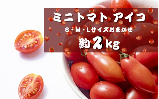 【4月発送】ミニトマトアイコ(松トマト) 約2kg（S・M・Lサイズおまかせ）【sml401-2-apr】
