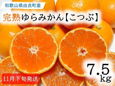 薄皮で濃い甘さ!完熟由良みかん[こつぶ]7.5kg×1箱(2Sサイズ)和歌山県由良産 [みかん 和歌山 名産 柑橘 甘い]