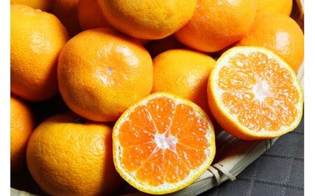 高級ブランド田村みかん 10kg 大玉サイズ[2026年11月下旬以降発送][先行予約][UT15][uot716]